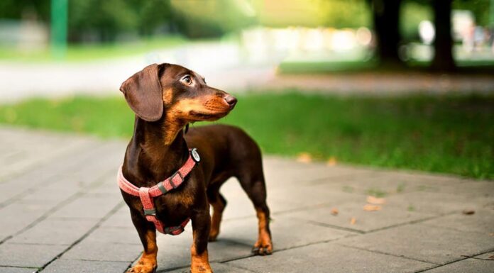 Cane bassotto.  La ragazza marrone ha sei mesi.  Il cane si trova sullo sfondo di alberi e vicoli sfocati.  Girò la testa di lato.  La foto è sfocata