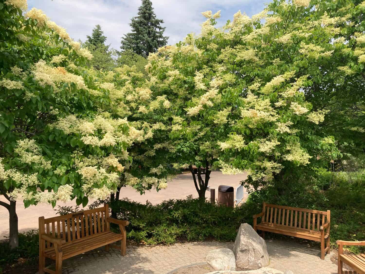 Bellissimi lillà ad albero giapponese in fiore su panche di legno nel parco pubblico di Edina, Minnesota.