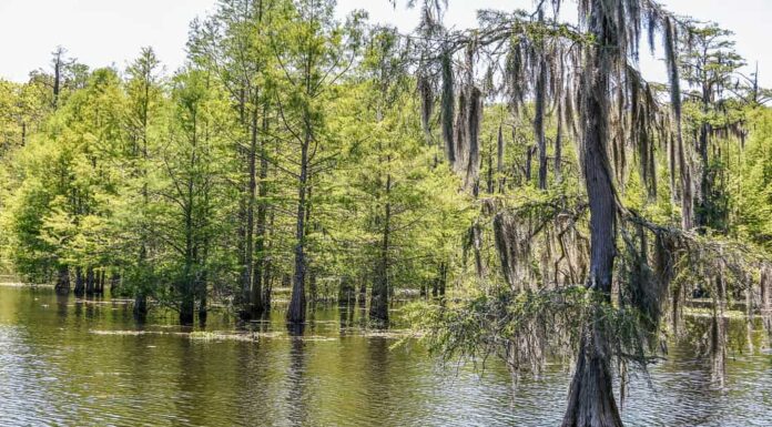 Cipressi che crescono in Chicot Lake, Chicot State Park, Louisiana.