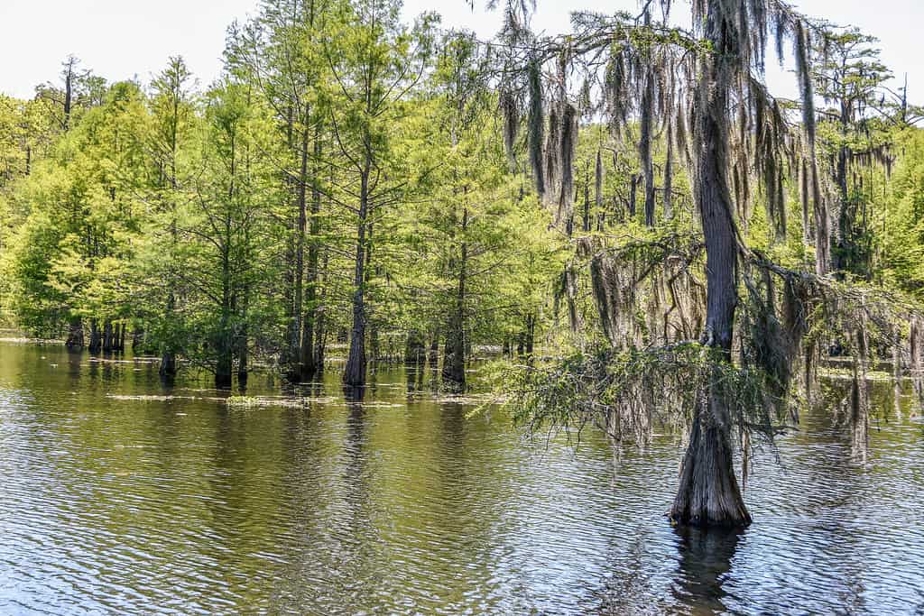 Cipressi che crescono in Chicot Lake, Chicot State Park, Louisiana.