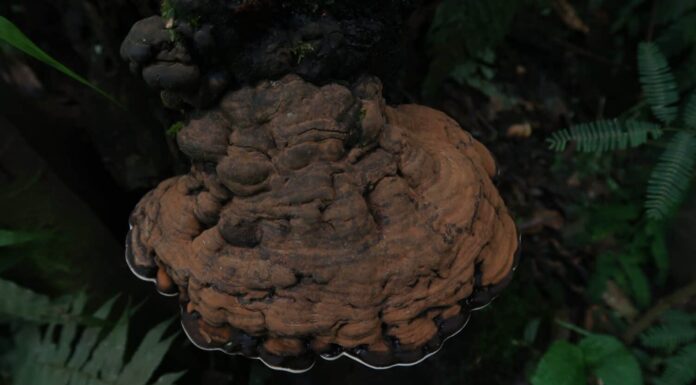 Fungo a staffa marrone su legno o funghi ganoderma