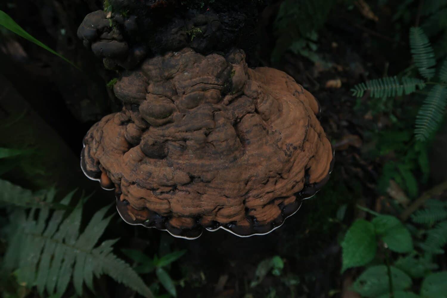 Fungo a staffa marrone su legno o funghi ganoderma