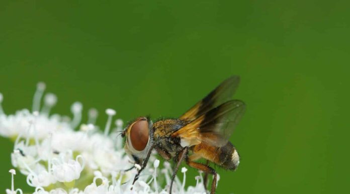 Primo piano dettagliato naturale su una mosca Tachinid colorata, Ectophasia crassipennis, su un fiore bianco