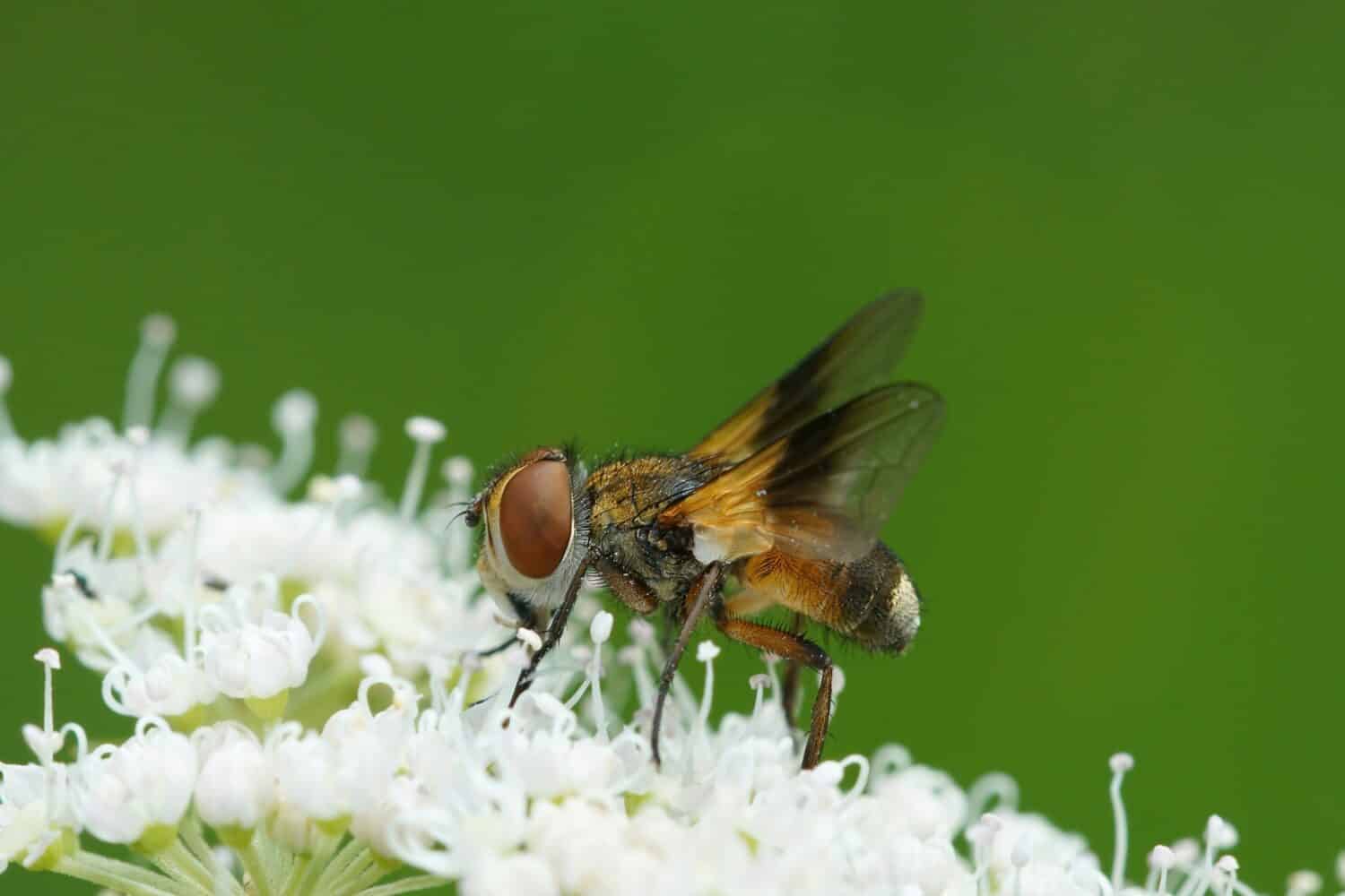 Primo piano dettagliato naturale su una mosca Tachinid colorata, Ectophasia crassipennis, su un fiore bianco