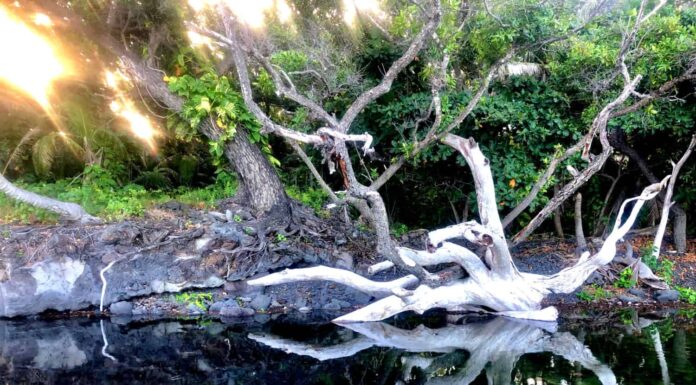 Stagno caldo a Pohoiki con albero caduto alle Hawaii