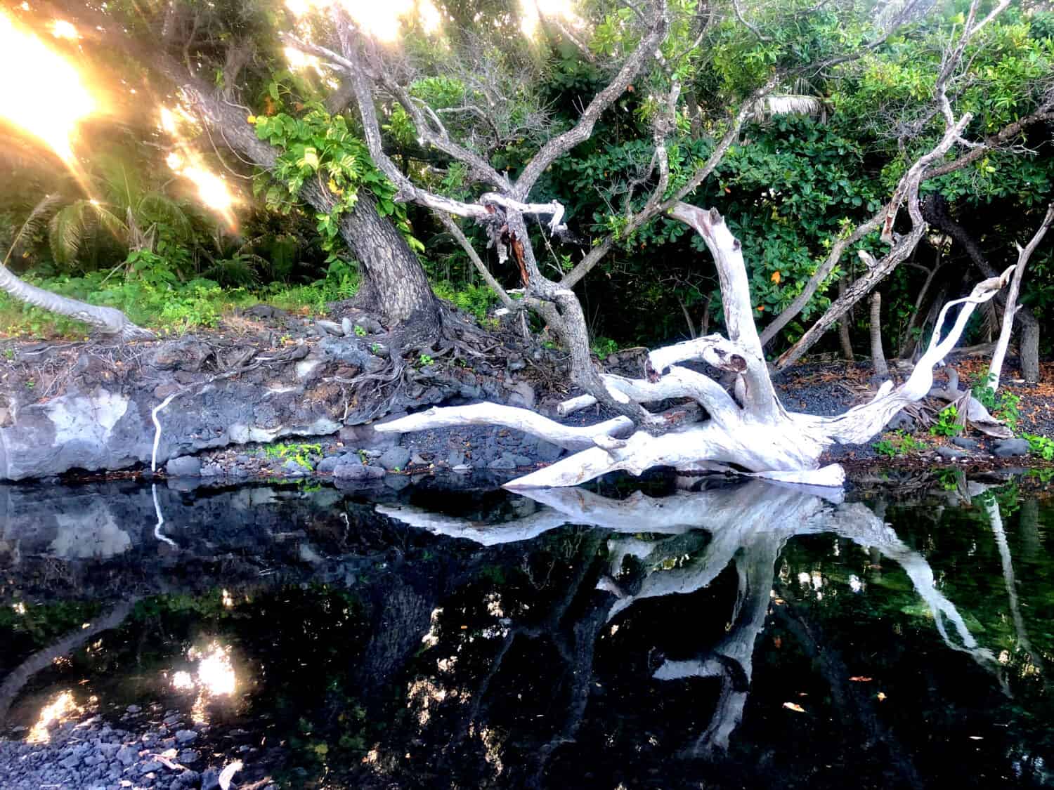 Stagno caldo a Pohoiki con albero caduto alle Hawaii