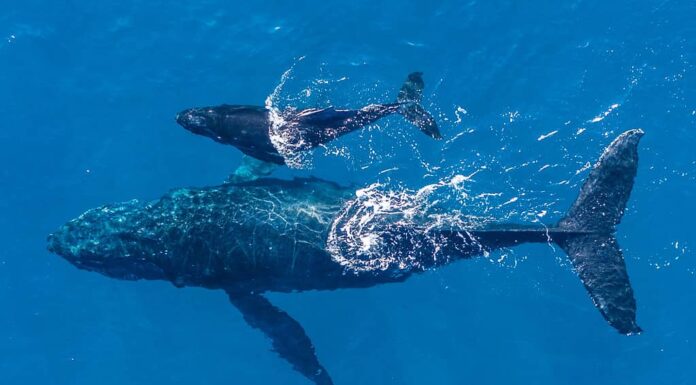 Mamma balena e il suo piccolo sguazzano nelle calde acque del Pacifico mentre due delfini si uniscono al divertimento.