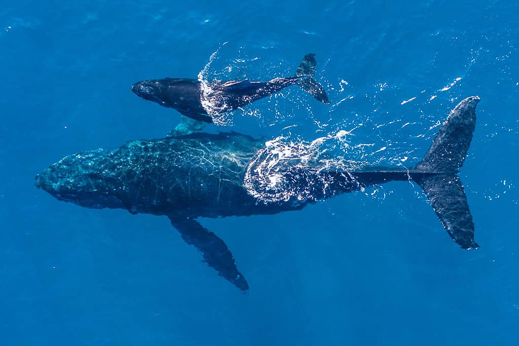 Mamma balena e il suo piccolo sguazzano nelle calde acque del Pacifico mentre due delfini si uniscono al divertimento.