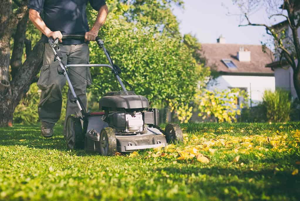 Falciare l'erba con un tosaerba all'inizio dell'autunno.  Il giardiniere taglia il prato del giardino.