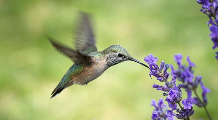 Una femmina di colibrì calliope, selasphorus calliope, inizia a bere il nettare da un fiore di lavanda.