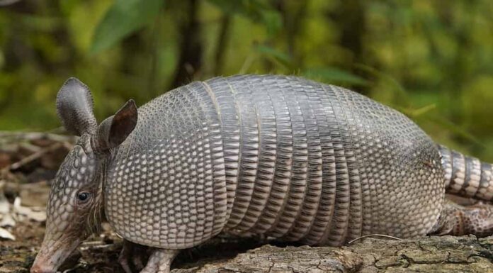 L'armadillo a nove bande (Dasypus novemcinctus), noto anche come armadillo dal naso lungo a nove bande o armadillo comune dal naso lungo.  Famiglia Dasypodidae.  Vicino al lago Mamori, Amazonas, Brasile.