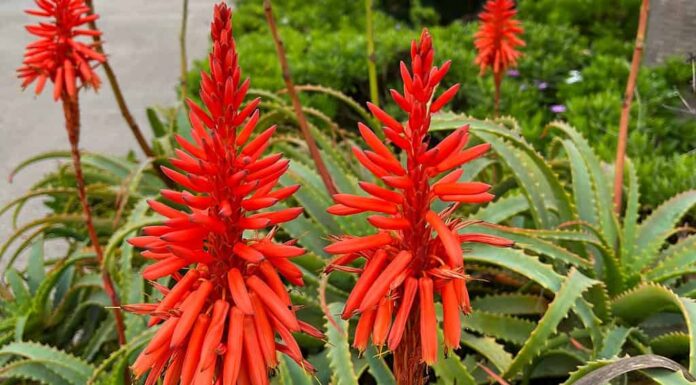 Fiori di aloe vera rosso brillante in primo piano