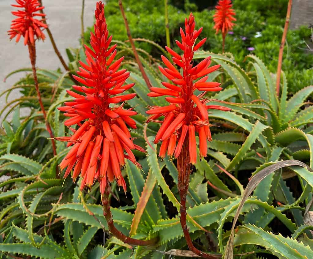 Fiori di aloe vera rosso brillante in primo piano