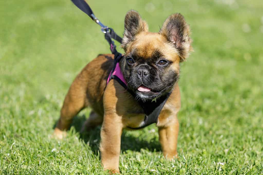 Cucciolo di Bulldog francese a pelo lungo