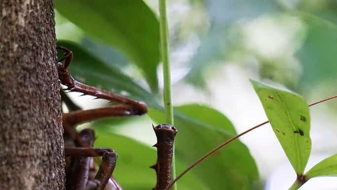 Animale nativo della Nuova Zelanda - Wētā gigante - wētāpunga - Deinacrida heteracantha