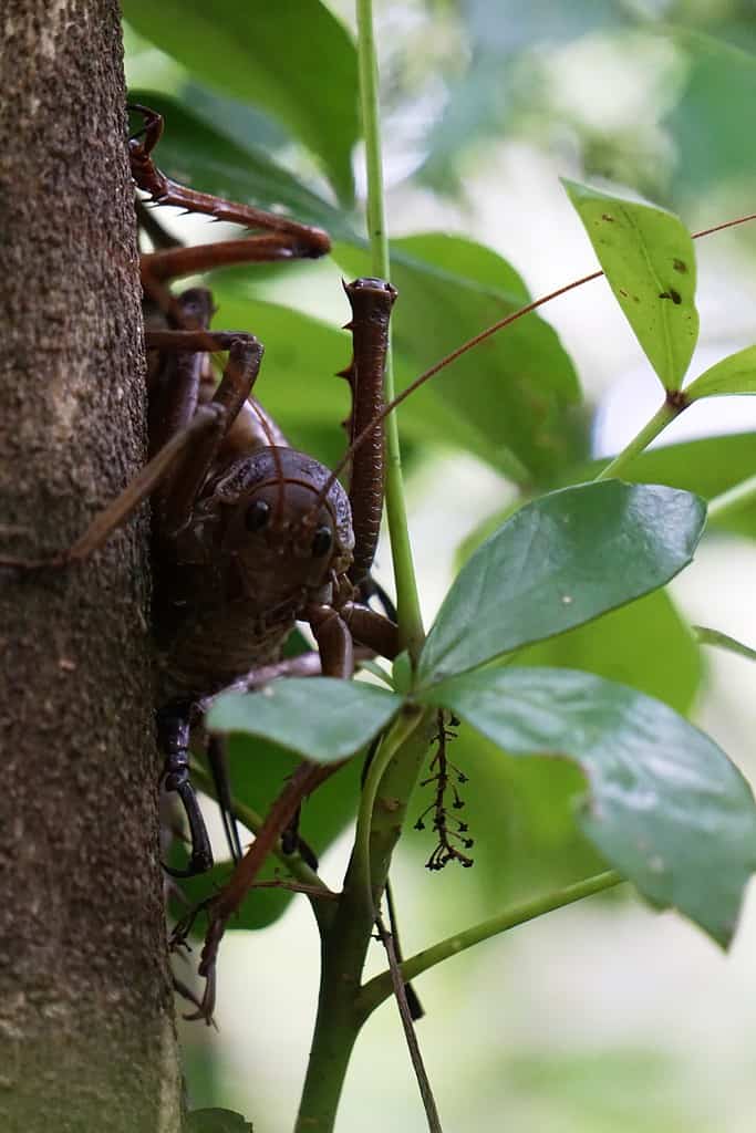 Animale nativo della Nuova Zelanda - Wētā gigante - wētāpunga - Deinacrida heteracantha