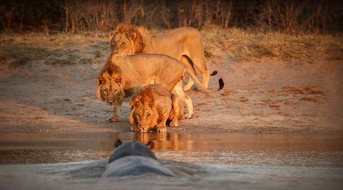 Enorme ippopotamo che carica tre fratelli leone nella luce della sera.  Animali selvatici nell'habitat naturale.  I leoni combattono contro un ippopotamo.