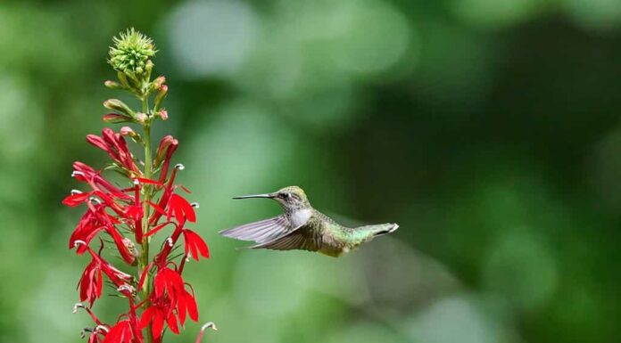 Colibrì maschio giovanile dalla gola rubino (rchilochus colubris) che si nutre di un fiore cardinale (Lobelia cardinalis).