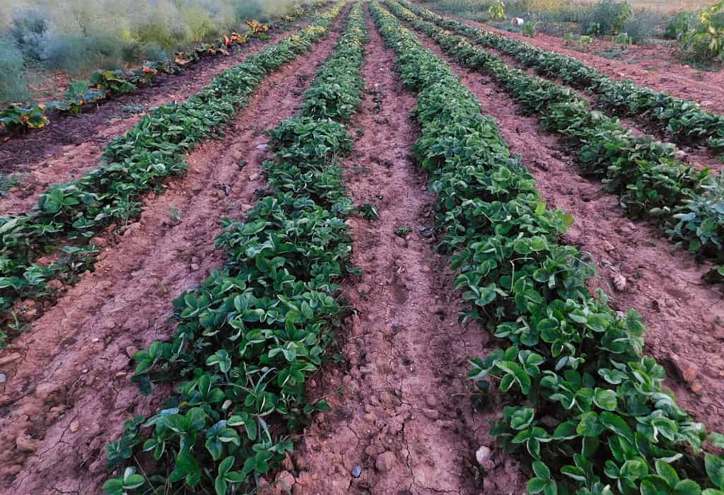 Righe di piante di fragola in un giardino Amish, Lancaster County, Pennsylvania