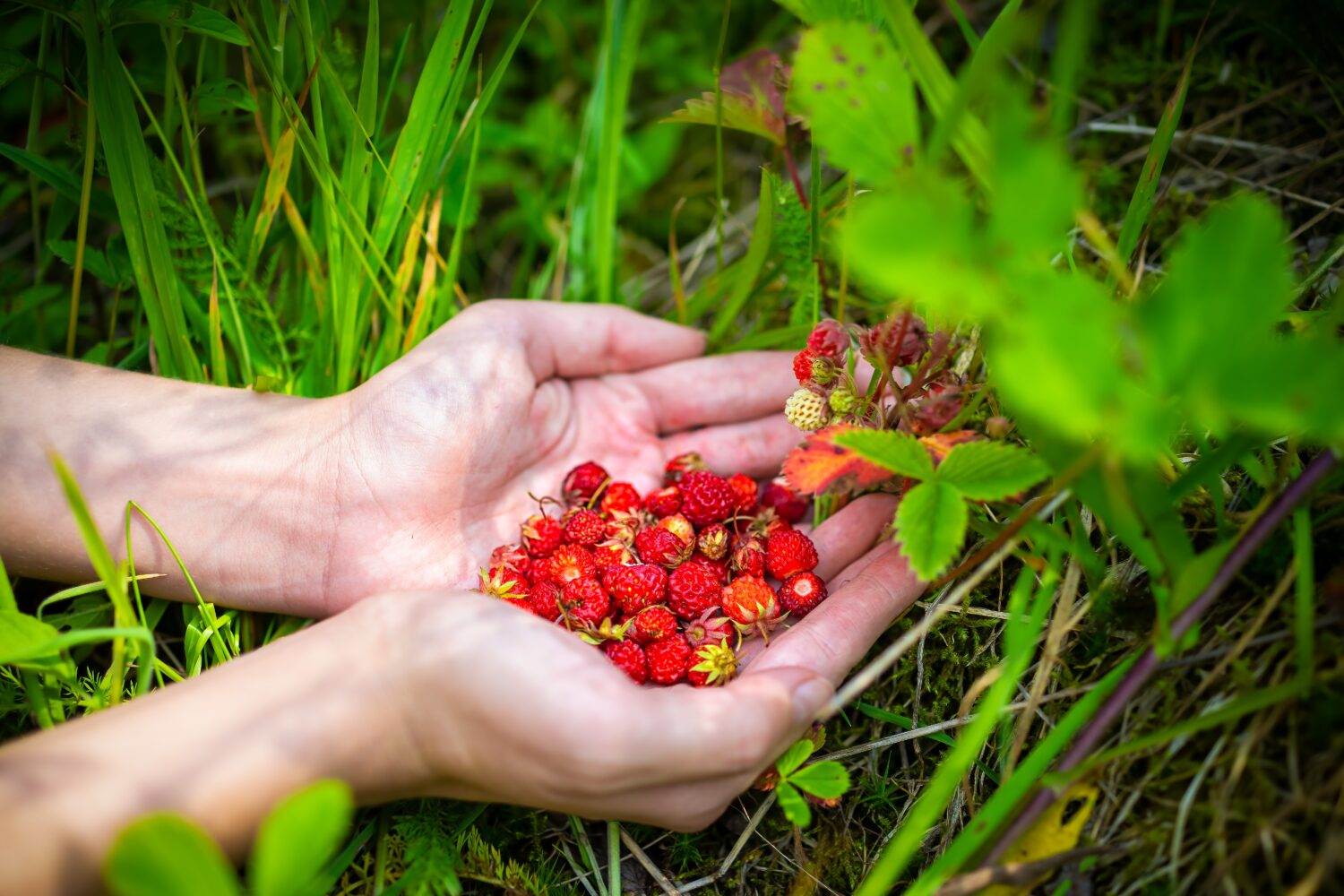 Primo piano delle mani che raccolgono foraggiando molte bacche rosse di fragole selvatiche alpine nelle montagne della cresta blu della Carolina del Nord che crescono come commestibili selvatiche sul terreno