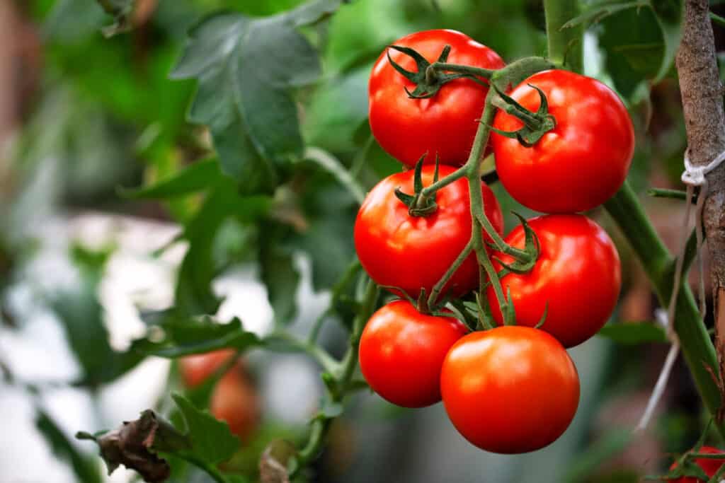 Pomodoro biologico rosso maturo in serra.  Bellissimi pomodori cimelio
