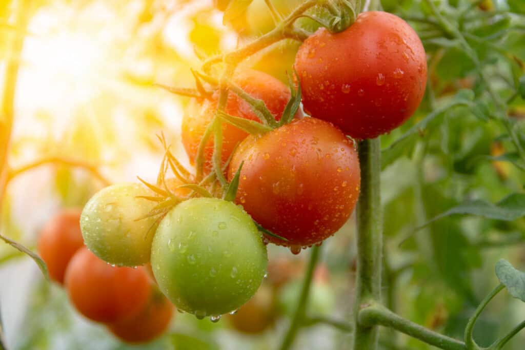 un mazzo di pomodori succosi freschi maturi da vicino in una serra al sole