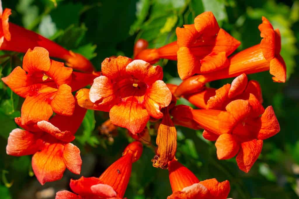 Primo piano della vite a tromba (latino: Campsis radicans) con dettagli di fiori e foglie.  Questa pianta rampicante è anche chiamata trombetta rampicante o fiore di tromba della Virginia.