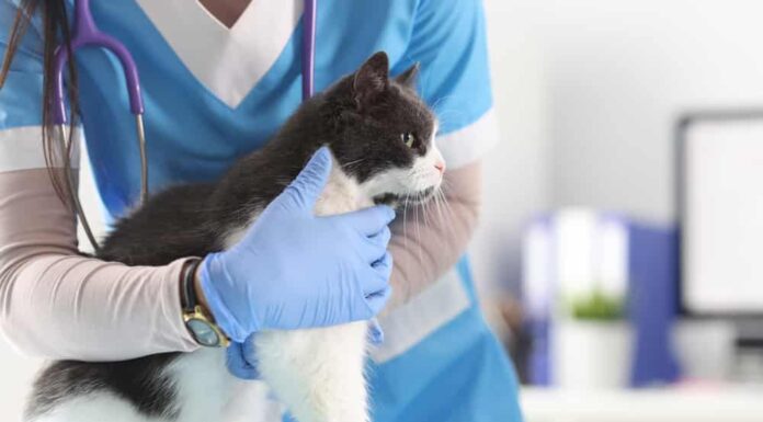Il veterinario in ufficio esamina il gatto.  Concetto di servizi di clinica veterinaria