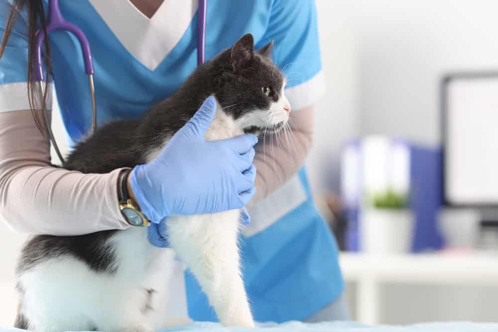 Il veterinario in ufficio esamina il gatto.  Concetto di servizi di clinica veterinaria