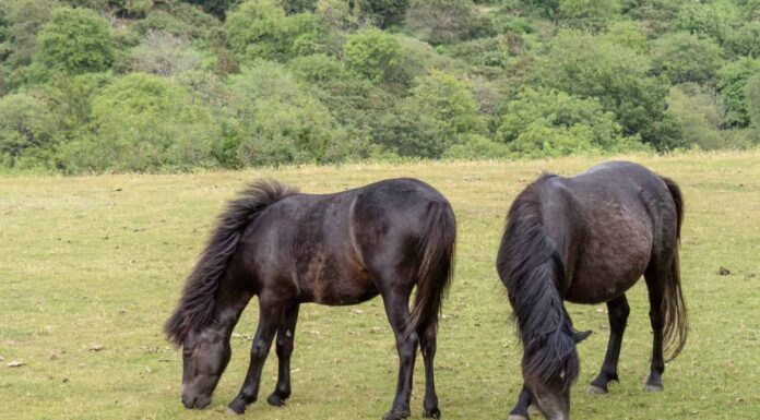 Due pony Dartmoor pascolano nel Devon, in Inghilterra.