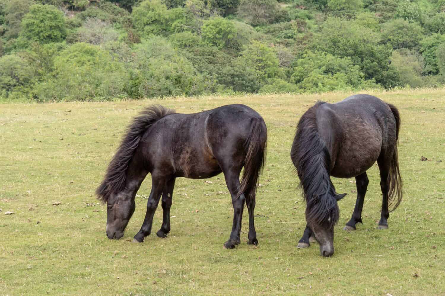 Due pony Dartmoor pascolano nel Devon, in Inghilterra.