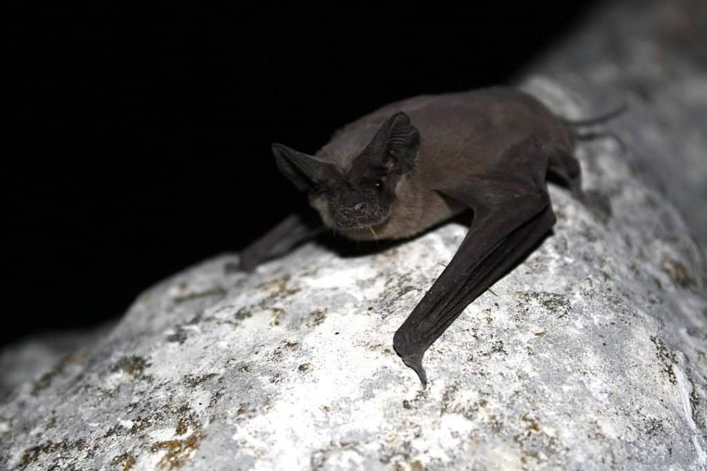 Pipistrello messicano dalla coda libera su una roccia
