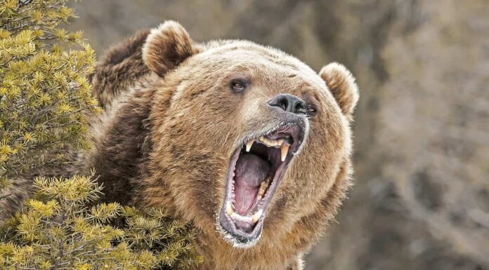 Orso grizzly ruggente dietro il cespuglio