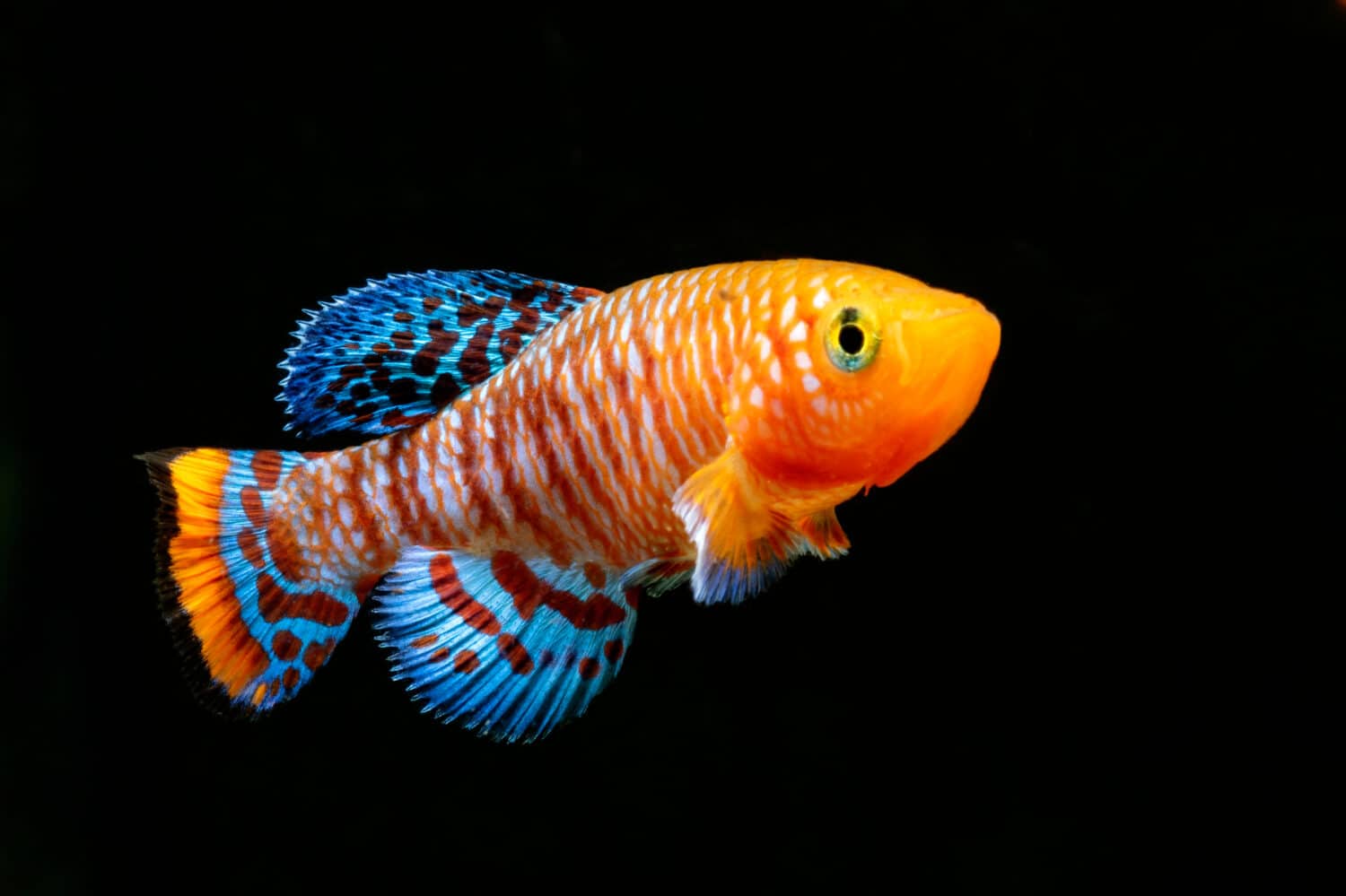 Un maschio molto colorato di Nothobranchius rachovii killifish.
