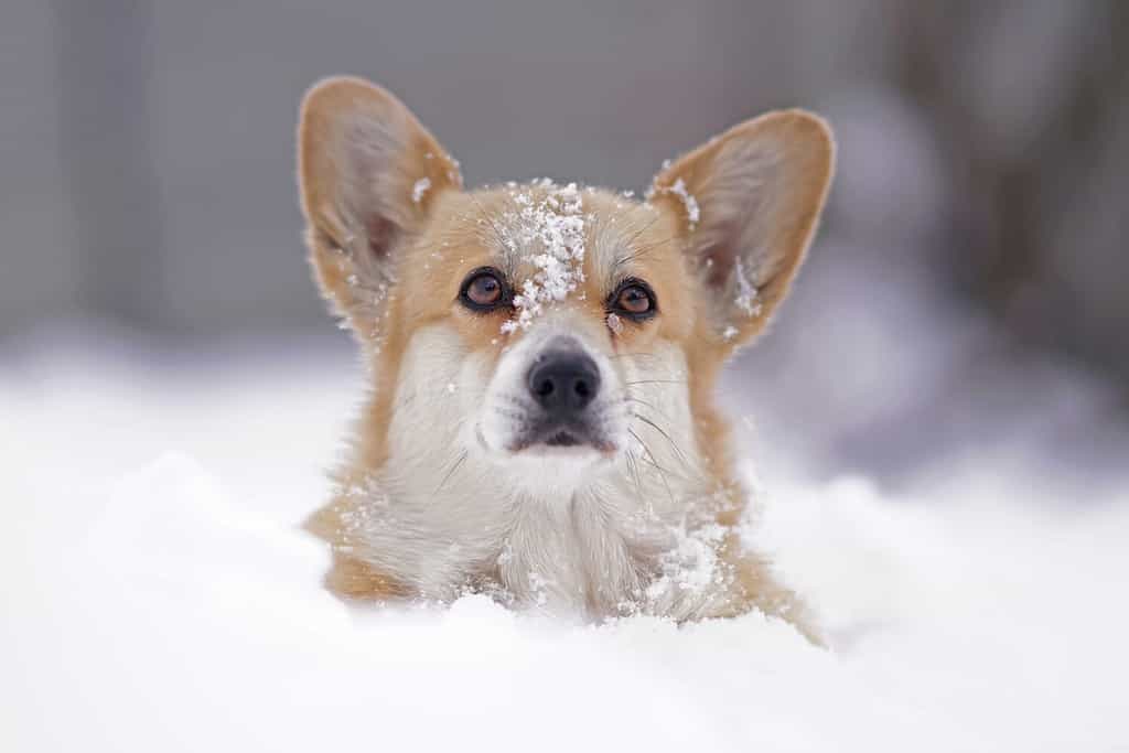 Il ritratto di un cane Welsh Corgi Pembroke fulvo e bianco che posa all'aperto in piedi in una neve profonda in inverno