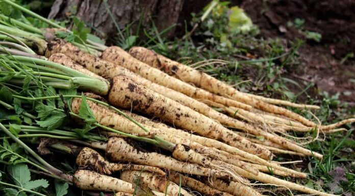 Pastinache fresche con foglie a terra in un orto, primo piano