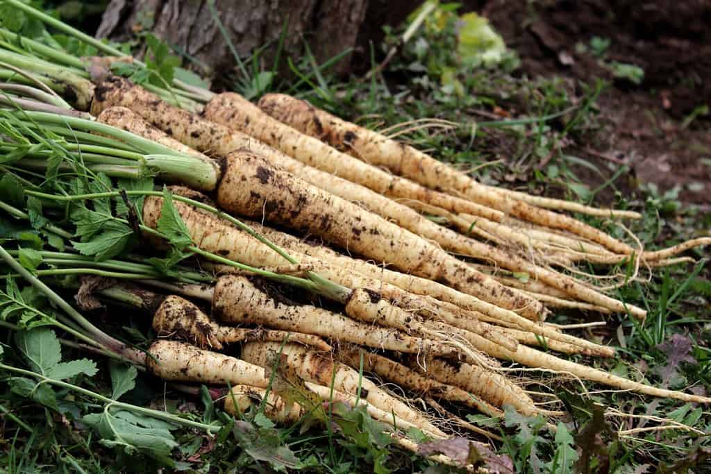 Pastinache fresche con foglie a terra in un orto, primo piano