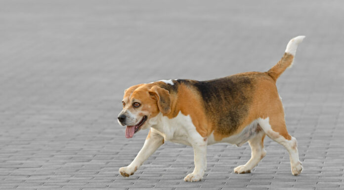 Cane beagle di razza pura maschio adulto in un parco