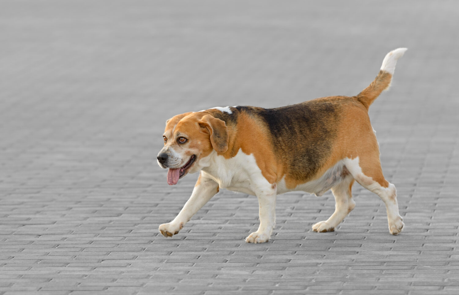 Cane beagle di razza pura maschio adulto in un parco