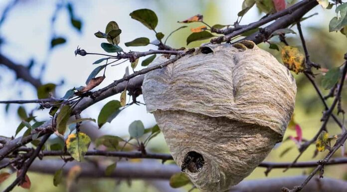 Un nido di calabroni dalla faccia calva attaccato a un albero a Toronto, in Canada