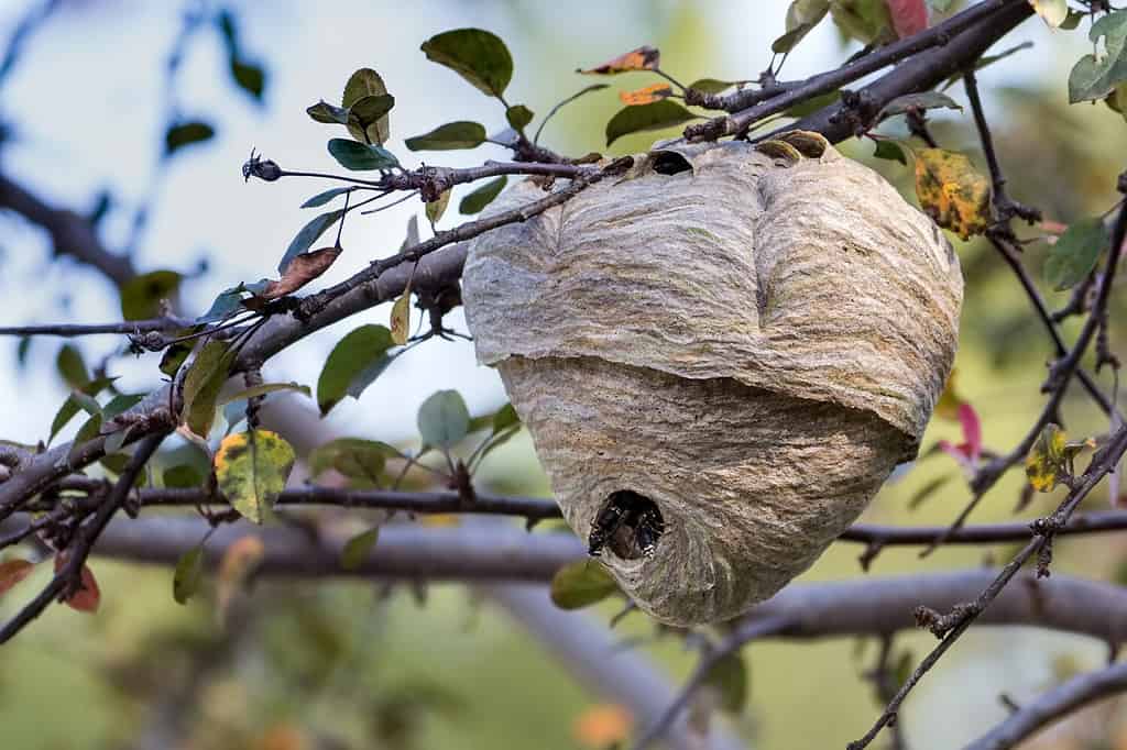 Un nido di calabroni dalla faccia calva attaccato a un albero a Toronto, in Canada