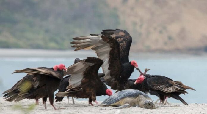 Avvoltoio nero americano (Coragyps atratus) e avvoltoio turco (Cathartes aura) che si nutrono di una tartaruga verde (Chelonia Mydas)