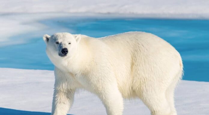 Un orso polare, l'orso bianco è al centro dell'inquadratura.  guardando verso la telecamera.  La testa dell'orso è nell'inquadratura a sinistra, è in piedi sul ghiaccio/neve, sullo sfondo è visibile l'acqua blu della piscina.