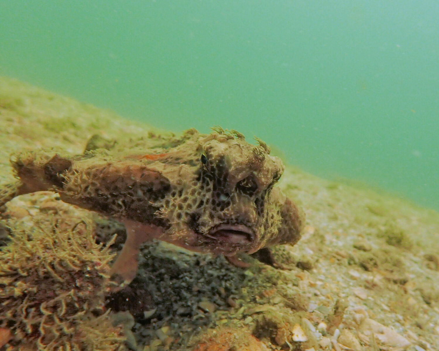 Gli Ogcocephalidae sono una famiglia di rana pescatrice appositamente adattata per strisciare sul fondo del mare.  La rana pescatrice ogcocephalid è anche conosciuta come pesci pipistrello, pesci pipistrello di acque profonde, pesci mano e pipistrelli marini.  