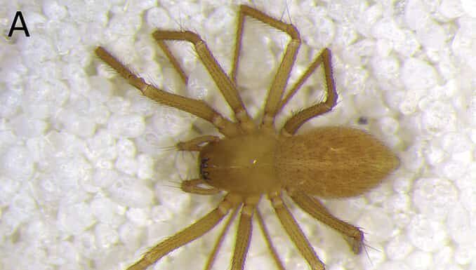 Nuovo ragno delle caverne scoperto in Indiana nel 2016 nominato nel 2023 - Isandiana lewisi lunga 2 mm - foto di un maschio e una femmina