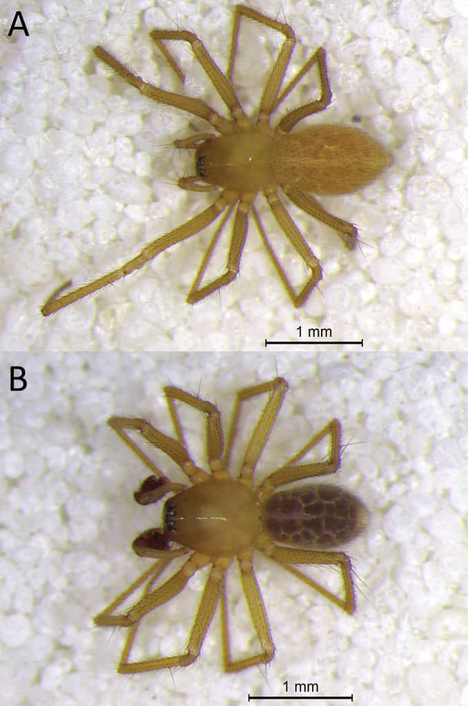 Nuovo ragno delle caverne scoperto in Indiana nel 2016 nominato nel 2023 - Isandiana lewisi lunga 2 mm - foto di un maschio e una femmina