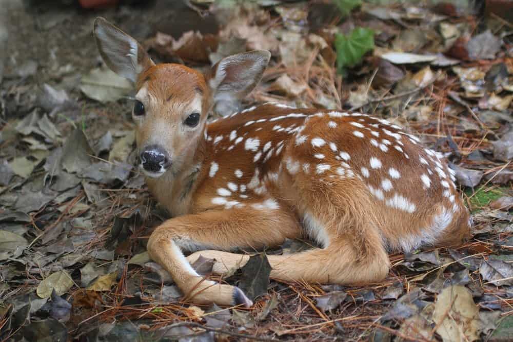 Cervo (Odocoileus virginiana) - cucciolo di cervo