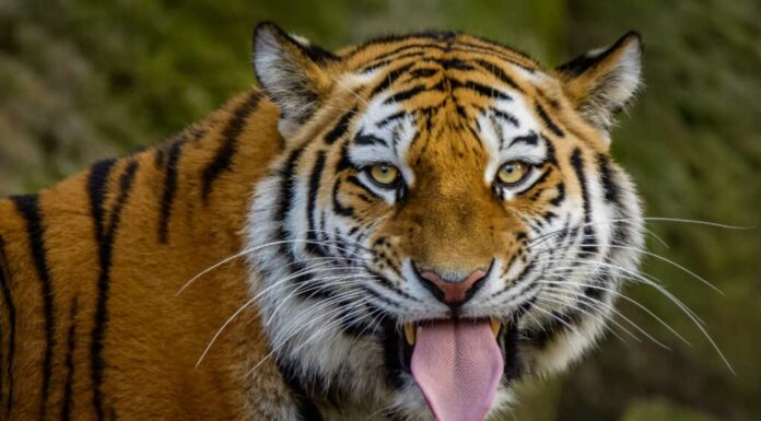 Tigre siberiana con la lingua fuori