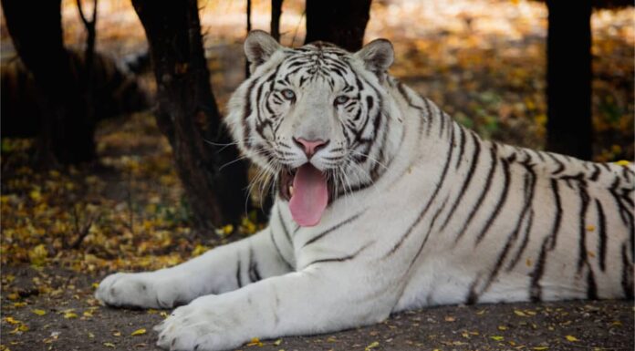 Guarda le abilità di caccia incredibilmente silenziose di questa tigre bianca che si avvicina furtivamente a un uomo
