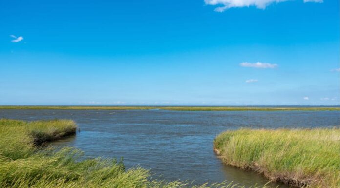 Estuario